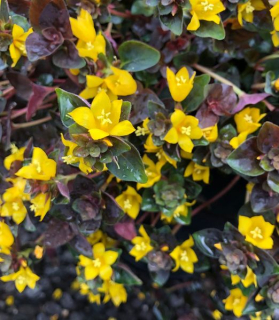 Lysimachia persian chocolate ®